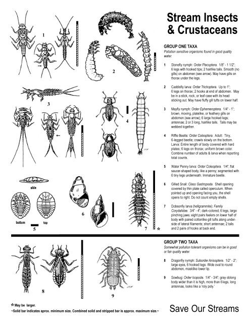 Macroinvertebrate ID Key 2.pdf
