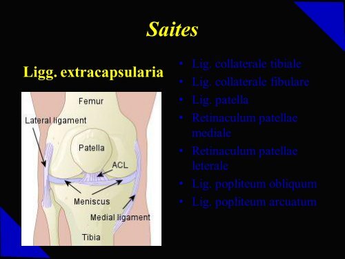 Patella