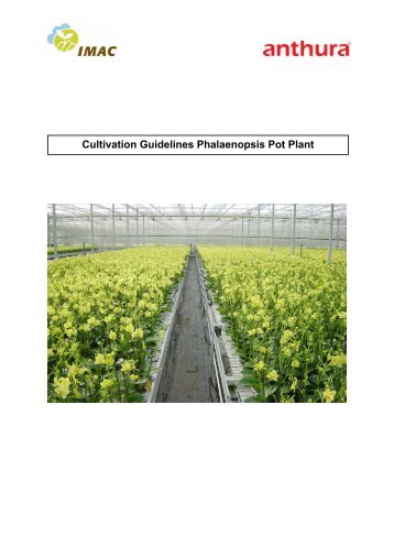 Cultivation Guidelines Phalaenopsis Pot Plant