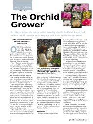 The Orchid Grower