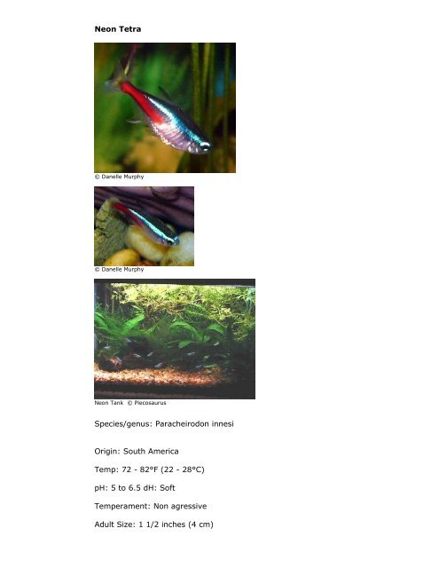 PetFish.Net Guide - Barbs, Tetras And Minnows