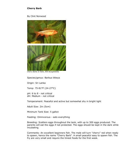 PetFish.Net Guide - Barbs, Tetras And Minnows