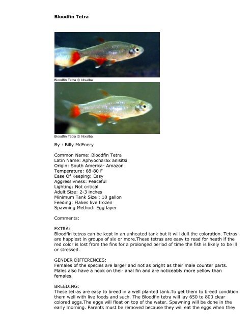 PetFish.Net Guide - Barbs, Tetras And Minnows