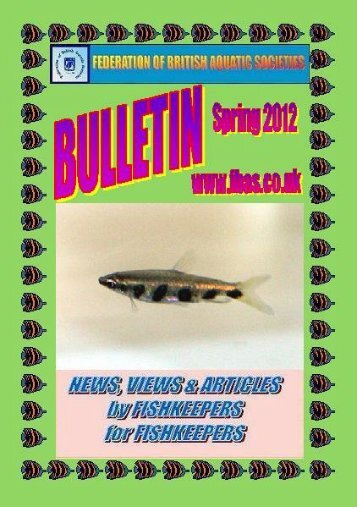 Jelly Bean Tetra - Ladigesia roloffi - Federation of British Aquatic ...