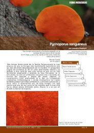 Pycnoporus sanguineus - BoletÃ­n BiolÃ³gica