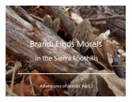 Brandi Finds Morels - Bay Area Mycological Society