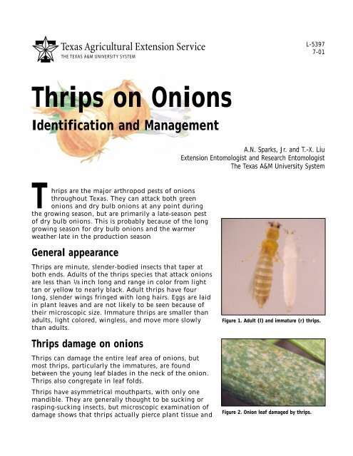 Thrips on Onions: Identification and Management
