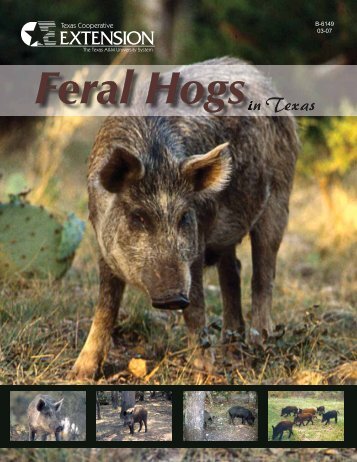 Feral Hogs - Shelby