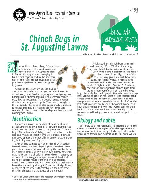 Chinch Bugs In St Augustine Grass The Urban Rancher Texas
