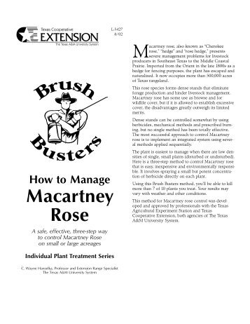 How to Manage Macartney Rose - Live Oak County