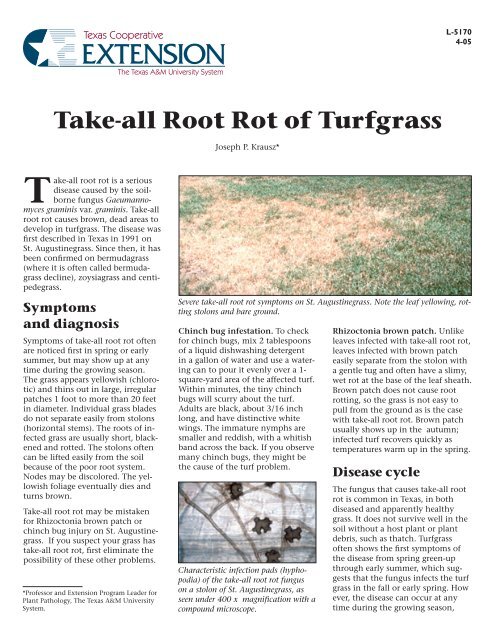 Turfgrass Rot Take-all Root Rot of Turfgrass - McLennan