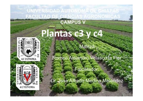 presentacion de plantas c3 y c4