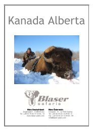 Blaser-Safaris Reiseinfo Kanada Alberta Bison