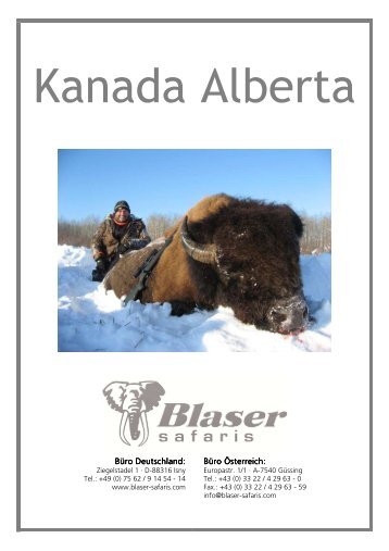 Blaser-Safaris Reiseinfo Kanada Alberta Bison