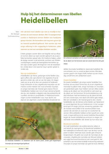Hulp bij het determineren van libellen: Heidelibellen - Vlindernet