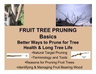 Fruit Tree Pruning Basics.pdf