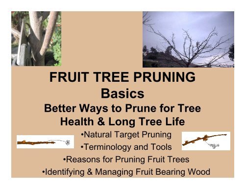 Fruit Tree Pruning Basics Pdf
