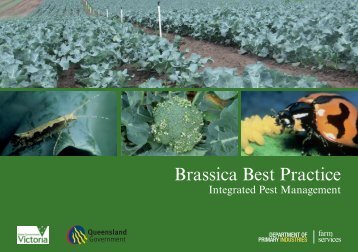 Ute-Guide-Brassica.pdf - Horticulture Industry Network