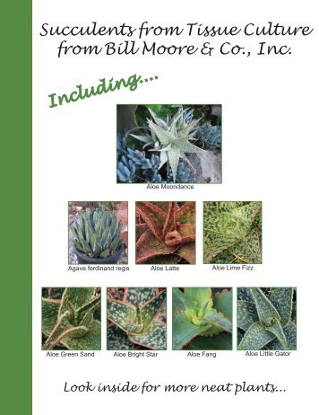 Succulents from Tissue Culture from Bill Moore & Co., Inc. Including....