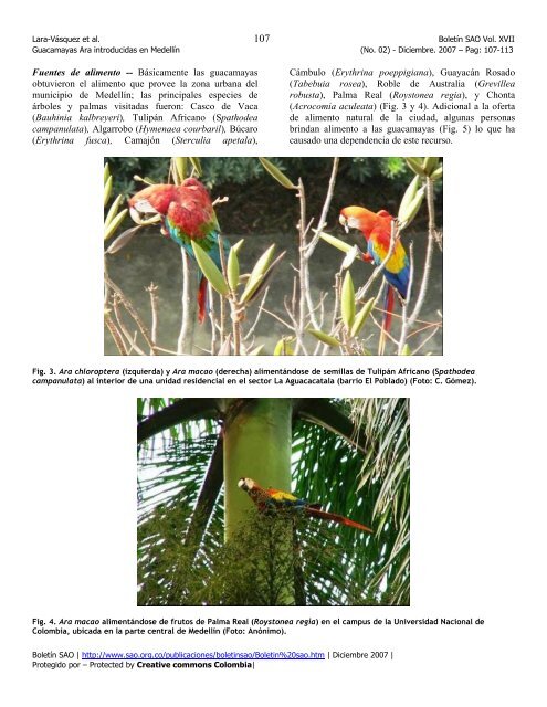 Notas acerca de las guacamayas (Psittacidae: Ara) introducidas en ...