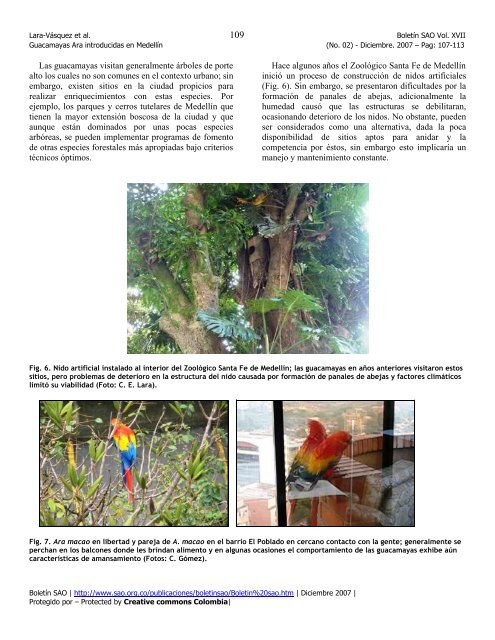 Notas acerca de las guacamayas (Psittacidae: Ara) introducidas en ...