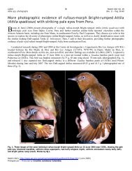 More photographic evidence of rufous-morph Bright-rumped Attila ...