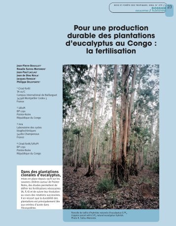 Pour une production durable des plantations d'eucalyptus au Congo ...