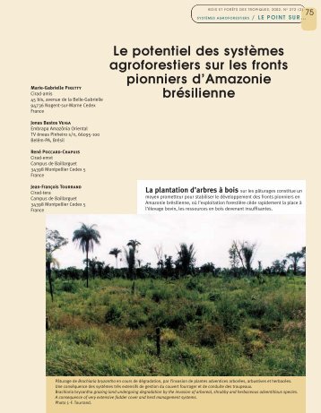 Le potentiel des systèmes agroforestiers sur les fronts pionniers d ...