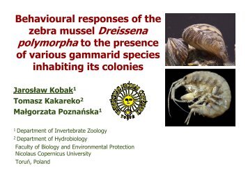 Behavioural responses of the zebra mussel Dreissena ... - ICAIS