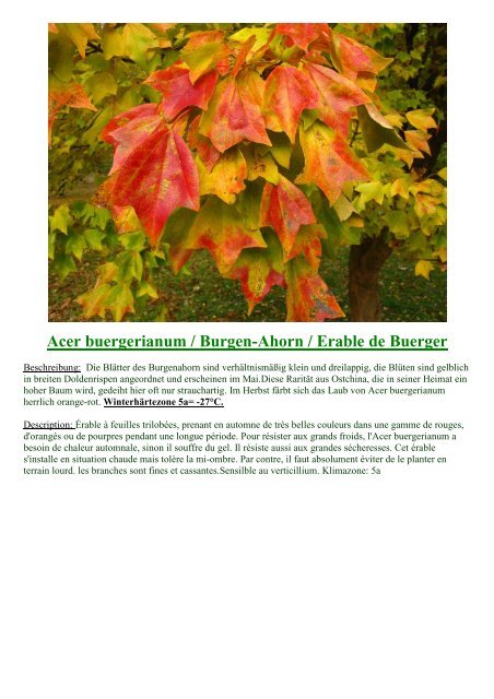 Scheinbuche Nothofagus antarctica 80-100cm gelbe Laubfärbung im Herbst