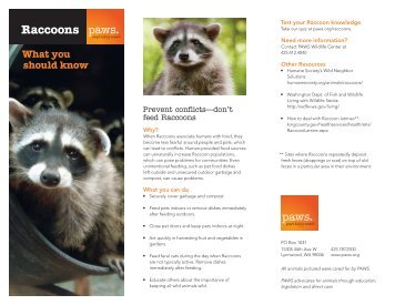 Download Raccoon Brochure - Paws