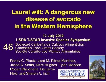 Laurel wilt: A dangerous new disease of avocado in the ... - CEDAF