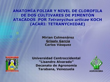 ANATOMÍA FOLIAR Y NIVEL DE CLOROFILA DE DOS ... - CEDAF