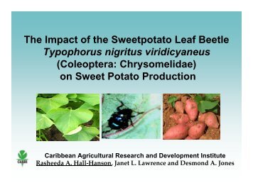 The Impact of the Sweetpotato Leaf Beetle Typophorus ... - CEDAF