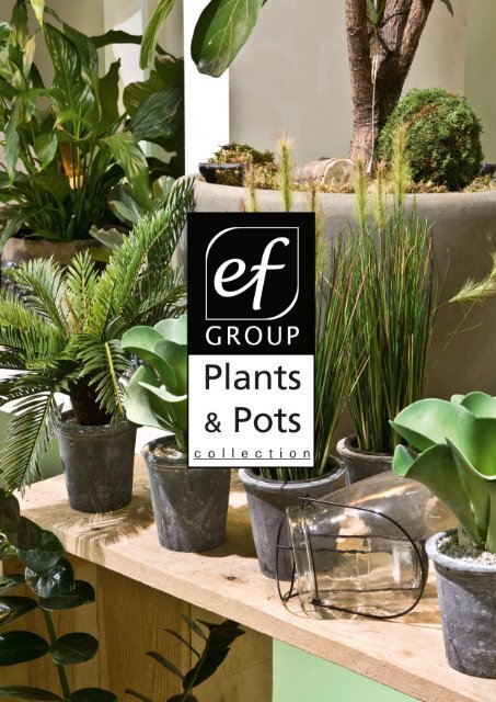Plants & Pots 2015 old