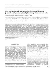 Leaf morphometric variation in Quercus affinis and Q. laurina - UNAM