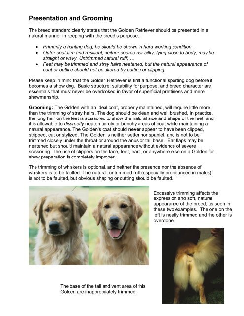 The golden retriever store club of america