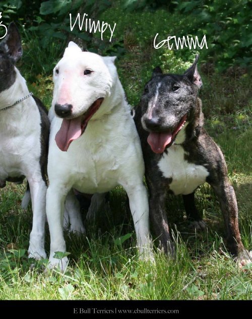 Download Aug/ Sept Edition in PDF - E Bullterriers