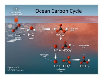 Ocean Carbon Cycle