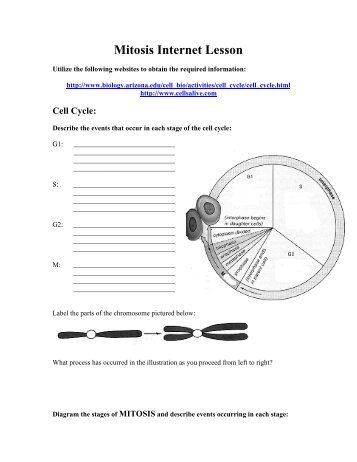 mitosis meiosis worksheet