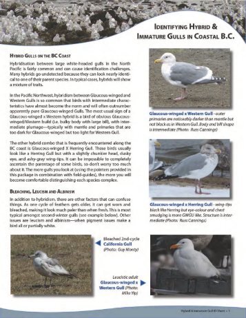 ID Guide for Hybrid & Immature Gulls - Bird Studies Canada