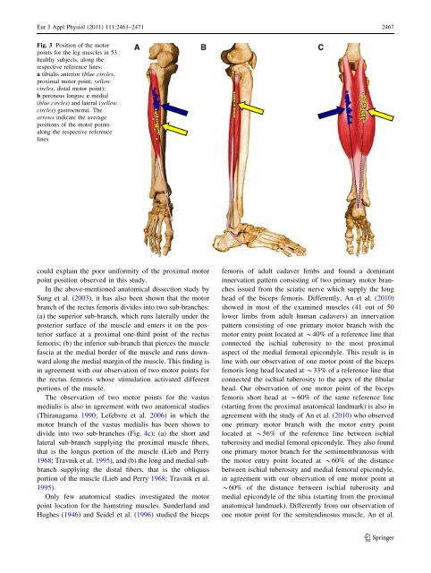 Atlas of the muscle motor points for the lower limb: implications for ...