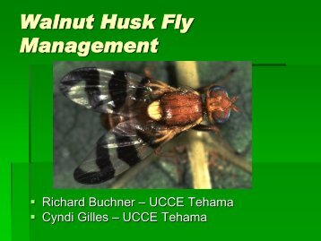 Walnut Husk Fly Management-2012 Walnut Day
