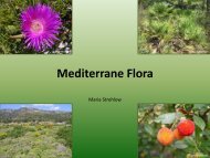 Mediterrane Flora - Blue Soul