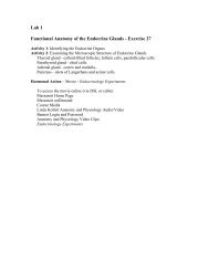 Lab 1 Functional Anatomy of the Endocrine Glands - Exercise 27