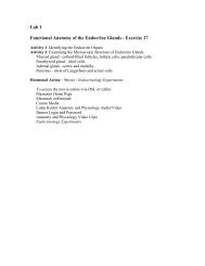 Lab 2: Endocrine Anatomy & Histology