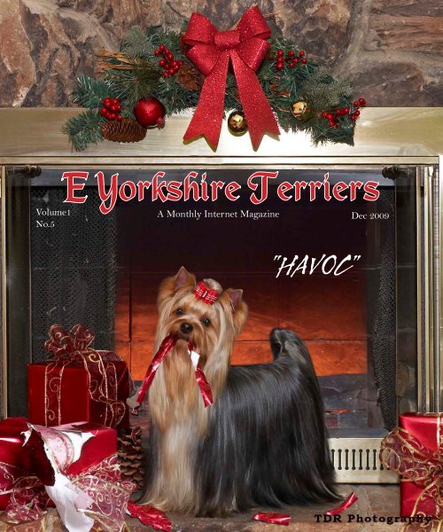 groveshire yorkshire terriers