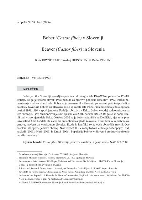 Bober (Castor fiber) - Prirodoslovni muzej Slovenije