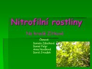 NitrofilnÃ­ rostliny