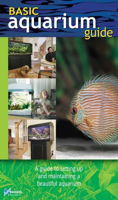 A guide to setting up and maintaining a beautiful aquarium